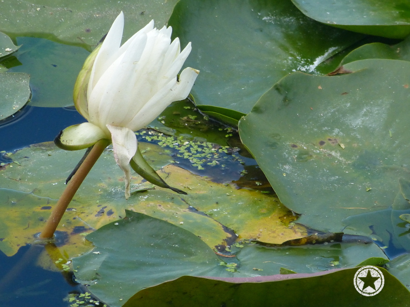 One of the very few lilies in the Craggy Range pond