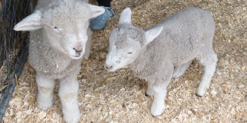 Hawkes Bay A & P show, Hastings