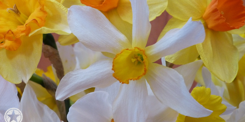 White daffodil