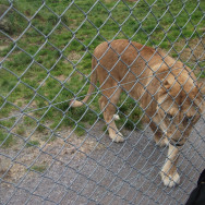 Paradise Valley Springs Wildlife Park, Rotorua