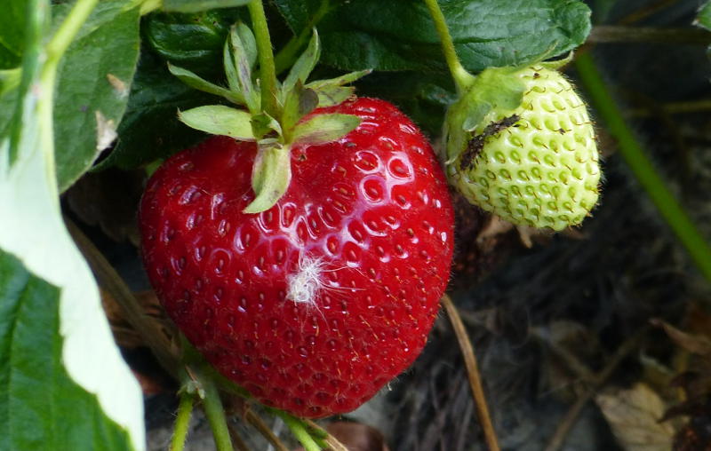 Picking strawberries