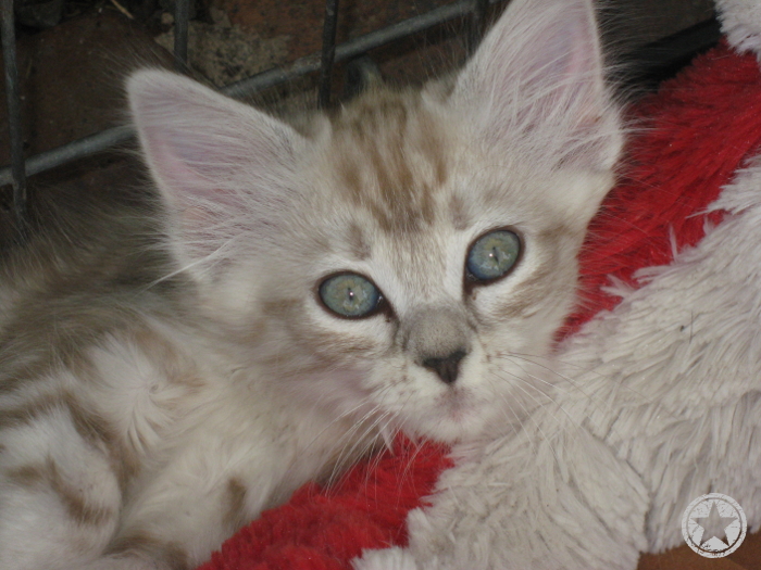 La Perm kitten