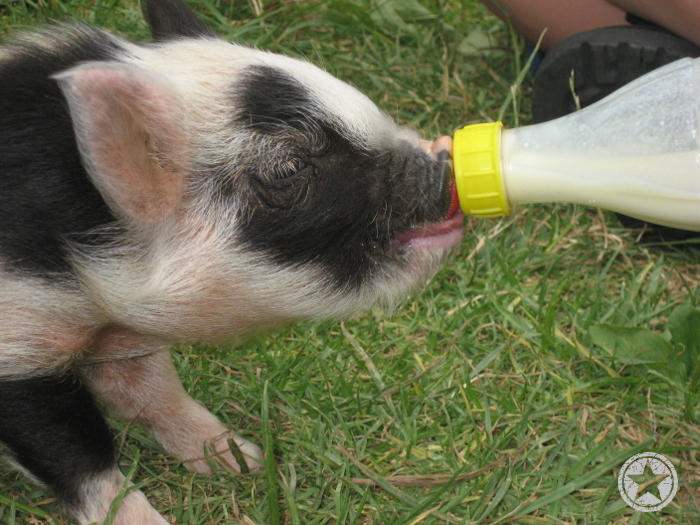 Castor got to bottle feed a piglet